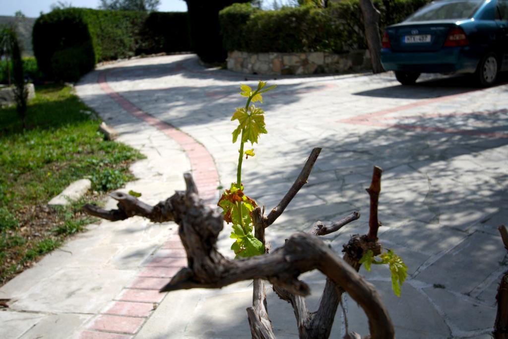 Alonia Villas Pissouri Eksteriør billede