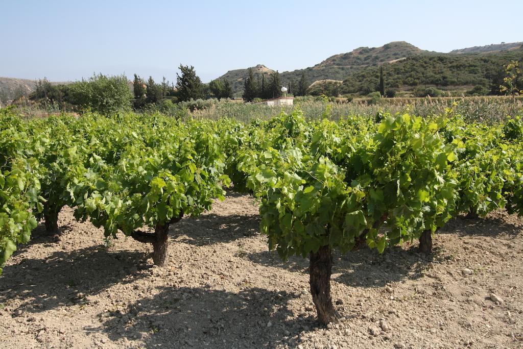 Alonia Villas Pissouri Værelse billede