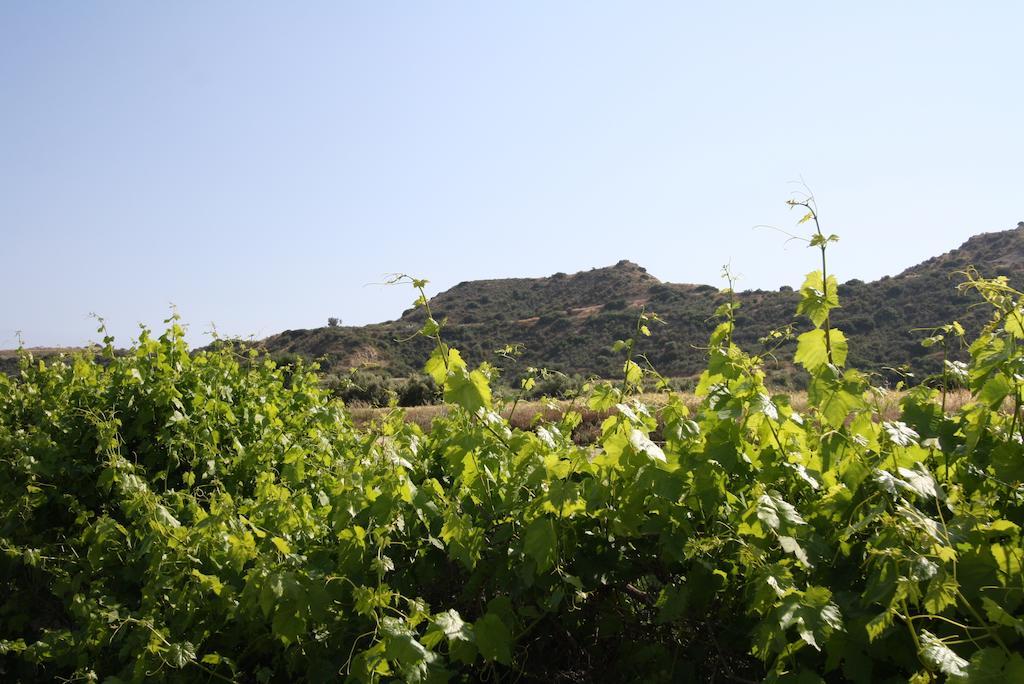Alonia Villas Pissouri Eksteriør billede