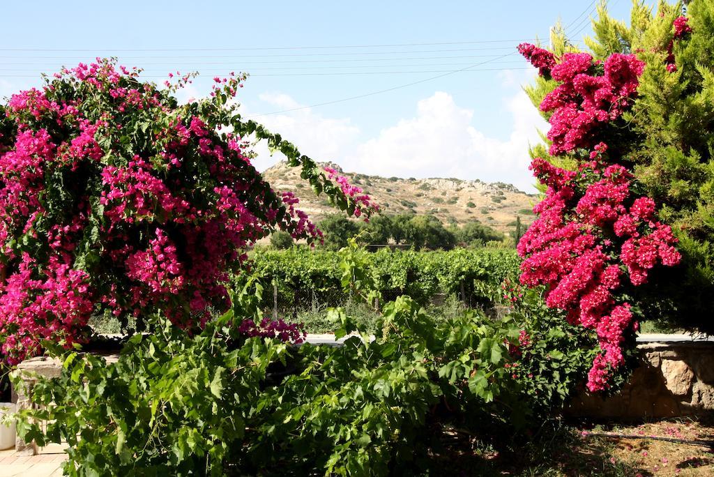 Alonia Villas Pissouri Værelse billede